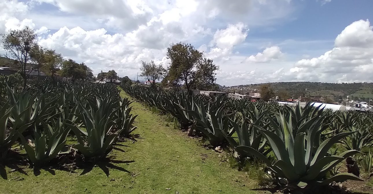 Agroturismo Pulquero en el Peñón