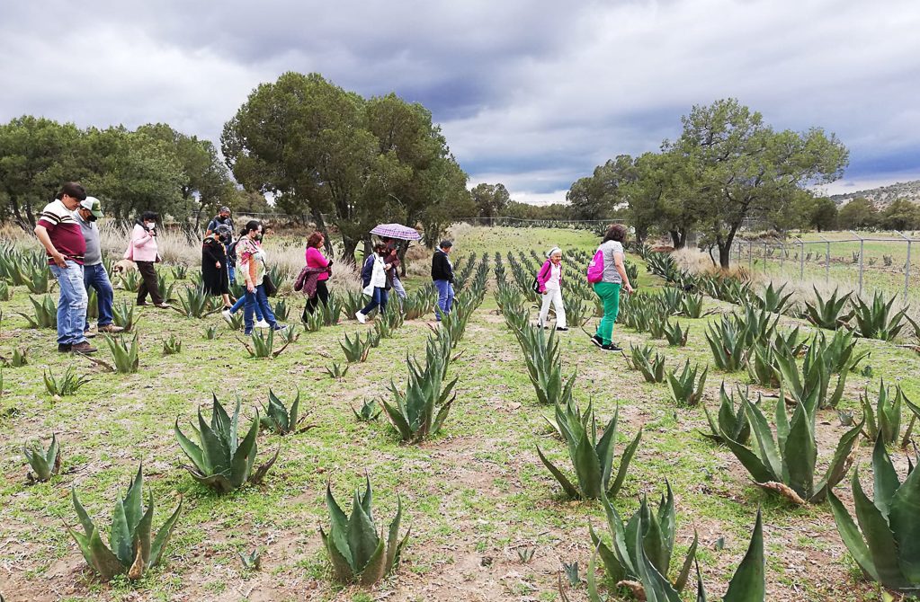 Proceso de producción de maguey pulquero en Metoktli